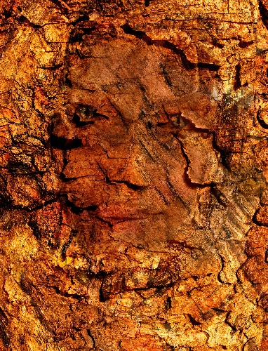https://www.photoshop-cafe.de/bildupload/pics/mw/thumb/1271410088_Rindengesicht_Augen_Sig_1_PSC.jpg
