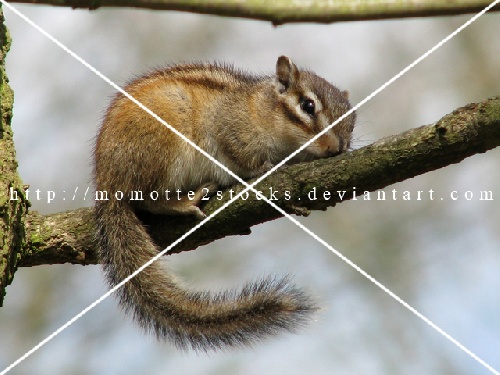 https://www.photoshop-cafe.de/bildupload/pics/mw/thumb/1296391059_640.jpg