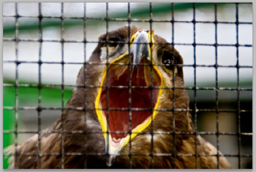 https://www.photoshop-cafe.de/bildupload/pics/mw/thumb/1299974236_Steinadler.jpg
