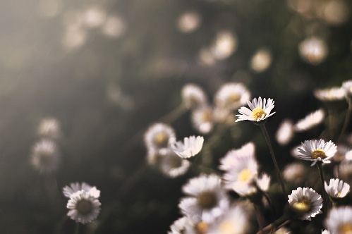 https://www.photoshop-cafe.de/bildupload/pics/mw/thumb/1307461187_Daisy.jpg