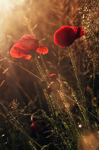 https://www.photoshop-cafe.de/bildupload/pics/mw/thumb/1307461390_Mohn.jpg