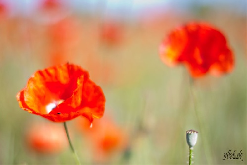 https://www.photoshop-cafe.de/bildupload/pics/mw/thumb/1307727738_012a.jpg