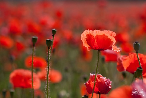 https://www.photoshop-cafe.de/bildupload/pics/mw/thumb/1308143028_005.jpg