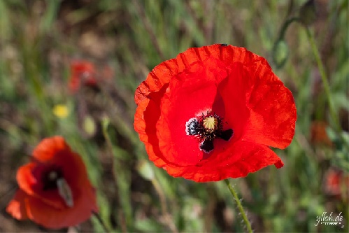 https://www.photoshop-cafe.de/bildupload/pics/mw/thumb/1308143028_009.jpg