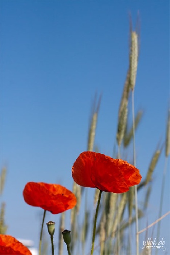 https://www.photoshop-cafe.de/bildupload/pics/mw/thumb/1308143028_011.jpg