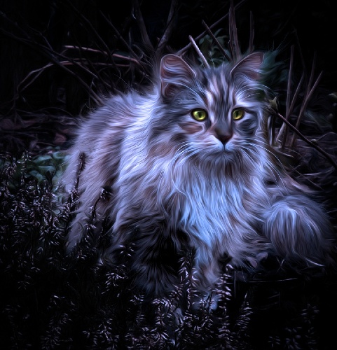 https://www.photoshop-cafe.de/bildupload/pics/mw/thumb/1312233752_Cat1200.jpg