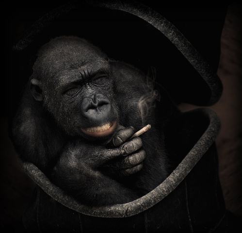 https://www.photoshop-cafe.de/bildupload/pics/mw/thumb/1315628436_gorilla2.jpg