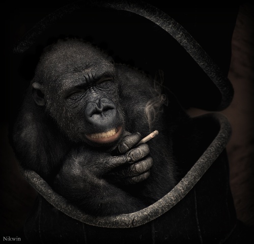 https://www.photoshop-cafe.de/bildupload/pics/mw/thumb/1315922825_gorilla2.jpg