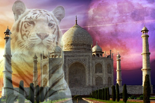 https://www.photoshop-cafe.de/bildupload/pics/mw/thumb/1330807390_taj_mahal_-_white_tiger_2012-03-03.jpg