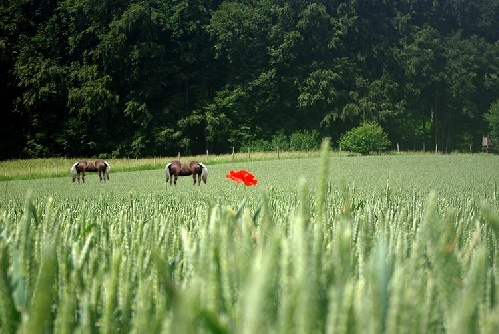 https://www.photoshop-cafe.de/bildupload/pics/mw/thumb/1337776581_horses2.jpg