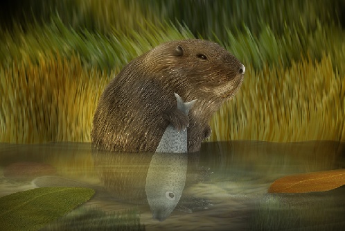 https://www.photoshop-cafe.de/bildupload/pics/mw/thumb/1353843783_Biber-im-Wasser.jpg