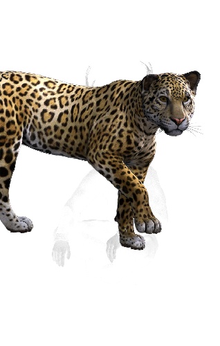 https://www.photoshop-cafe.de/bildupload/pics/mw/thumb/1401001806_Jaguar_Poser.jpg