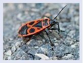 Anma - Tiere aus meinem Garten