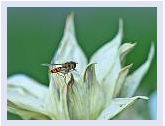 Anma - Tiere aus meinem Garten
