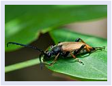 Anma - Tiere aus meinem Garten